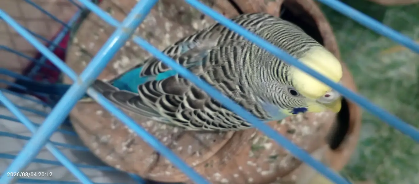 Budgies Breeder Pair Available — photo 7