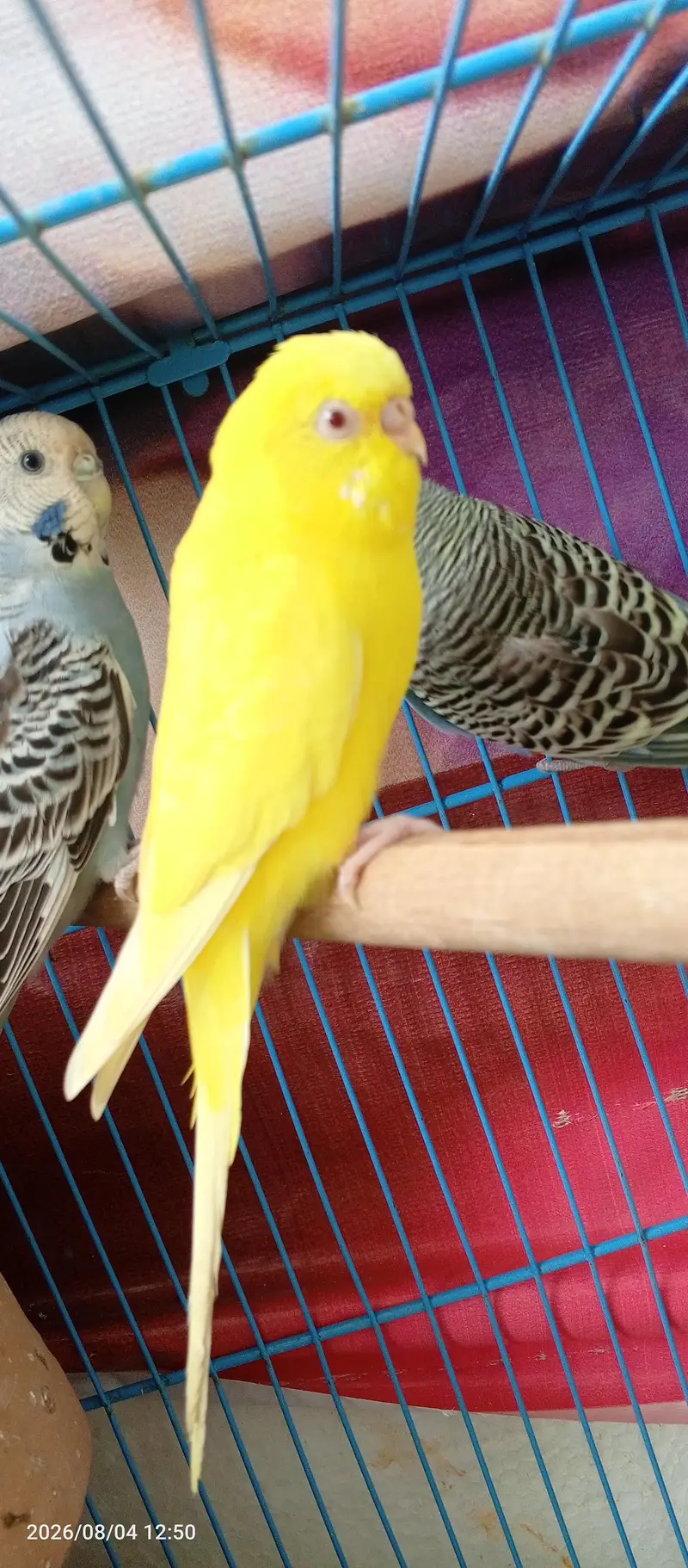 Budgies Breeder Pair Available — photo 8