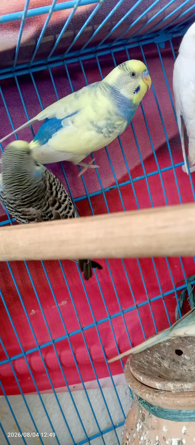 Budgies Breeder Pair Available — photo 9