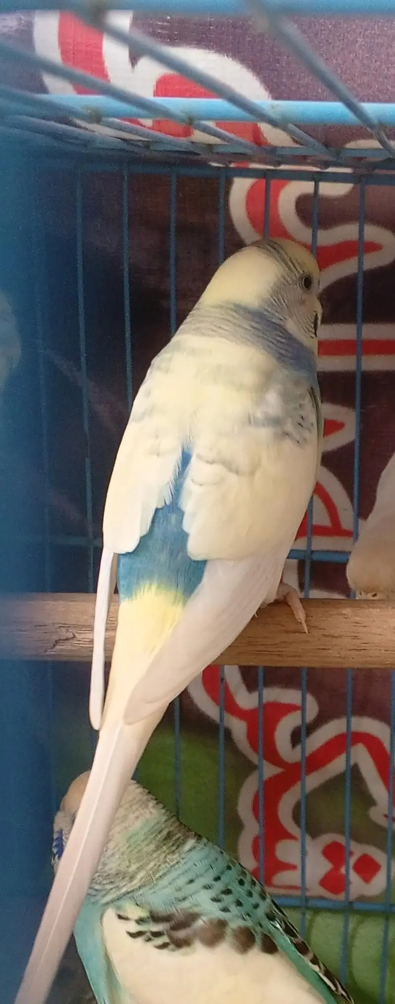 Budgies Breeder Pair Available — photo 10