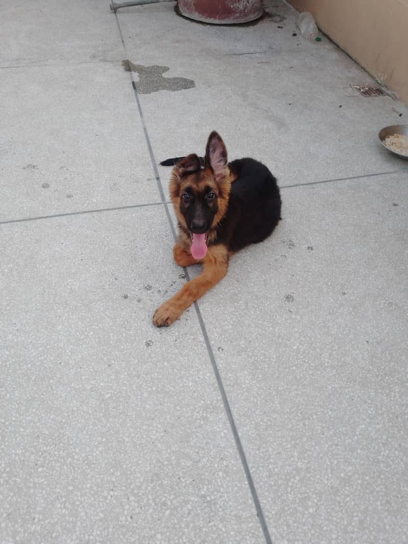 German Shepherd 1