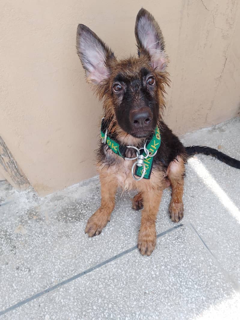 German Shepherd 2