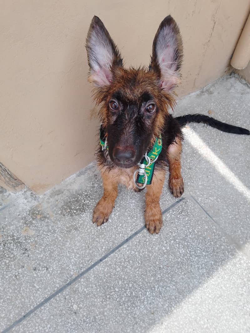 German Shepherd 3