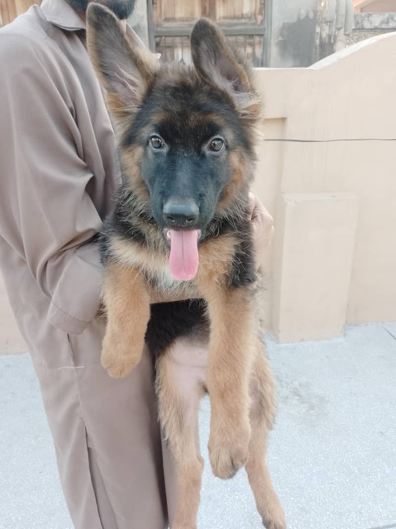 German Shepherd 5