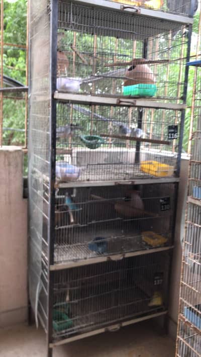 Birds Cage