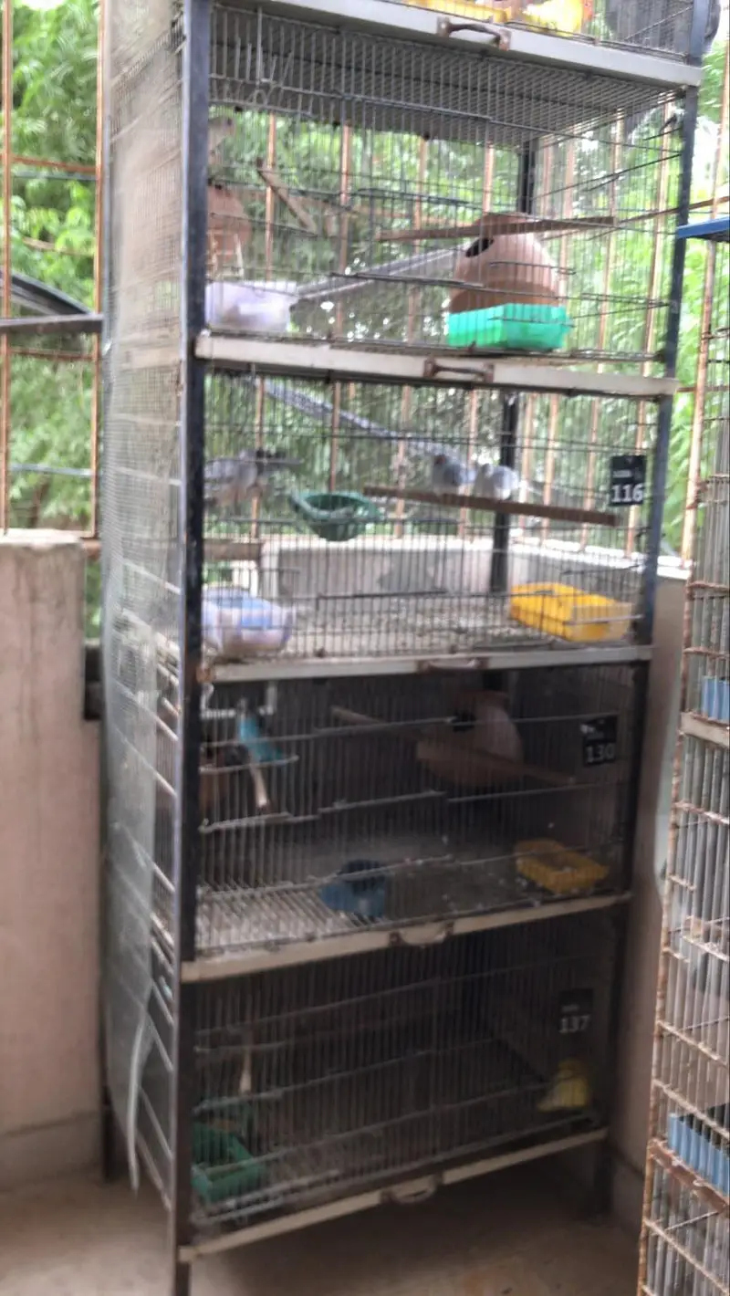Birds Cage