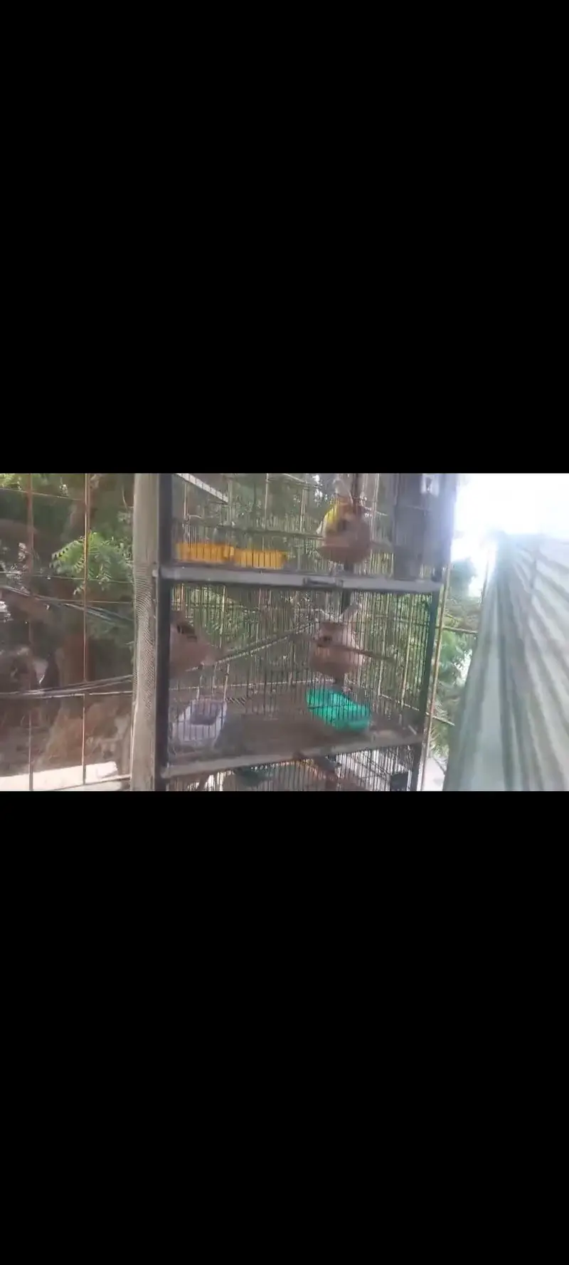 Birds Cage — photo 2