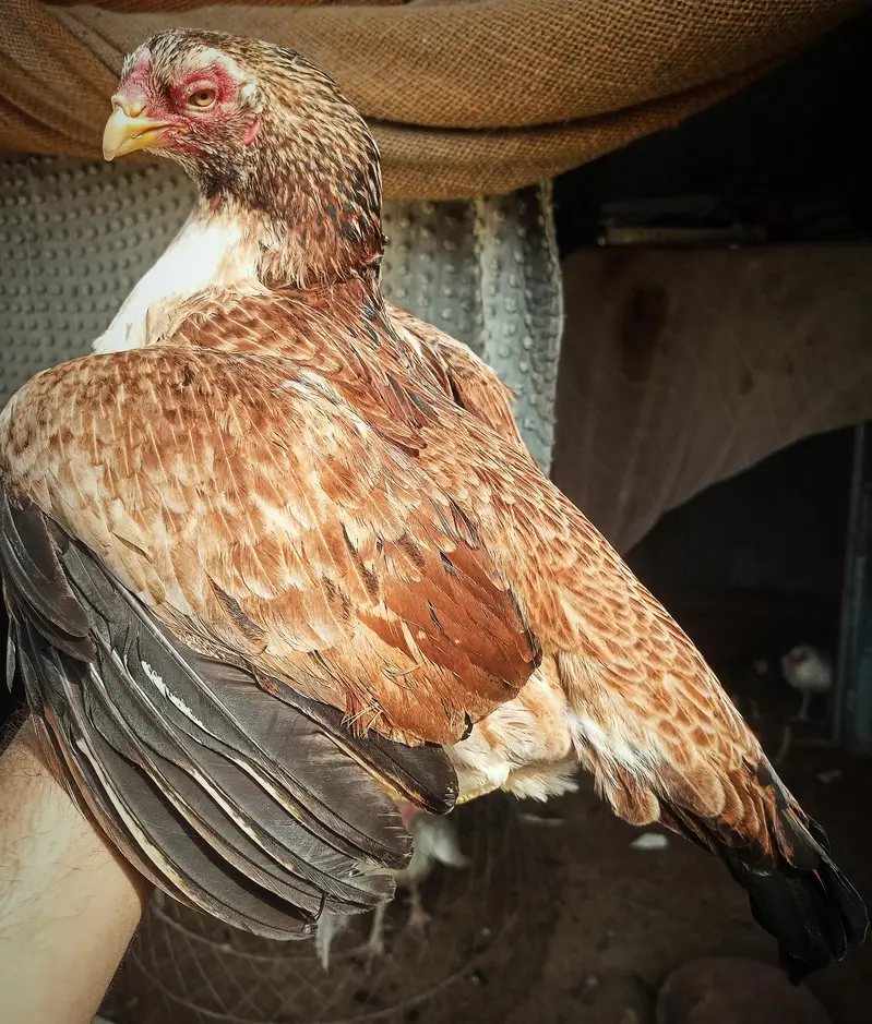 QUALITY ASEEL FEMALES N MALE — photo 2