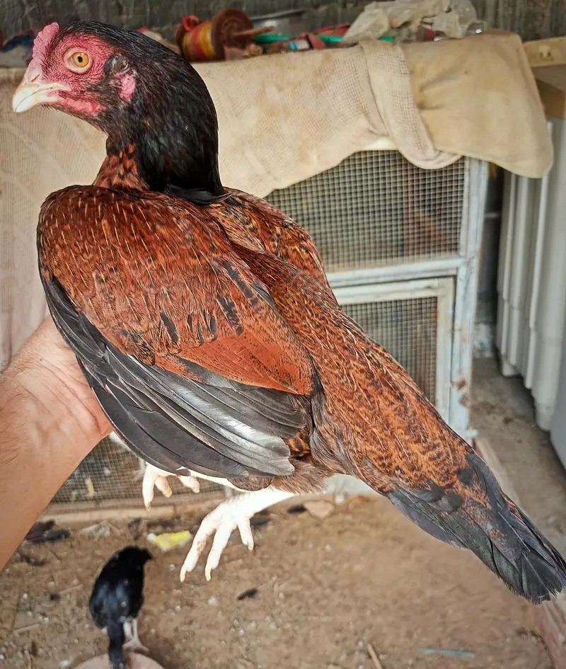 QUALITY ASEEL FEMALES N MALE — photo 3