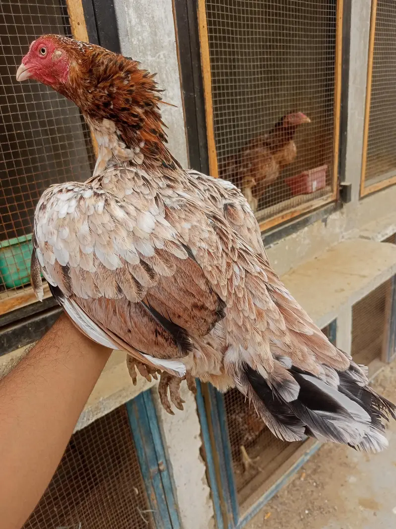 QUALITY ASEEL FEMALES N MALE — photo 4