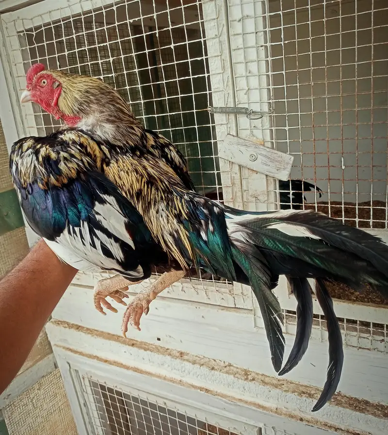 QUALITY ASEEL FEMALES N MALE — photo 6