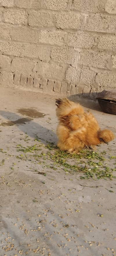 Golden female + male  Silkies available