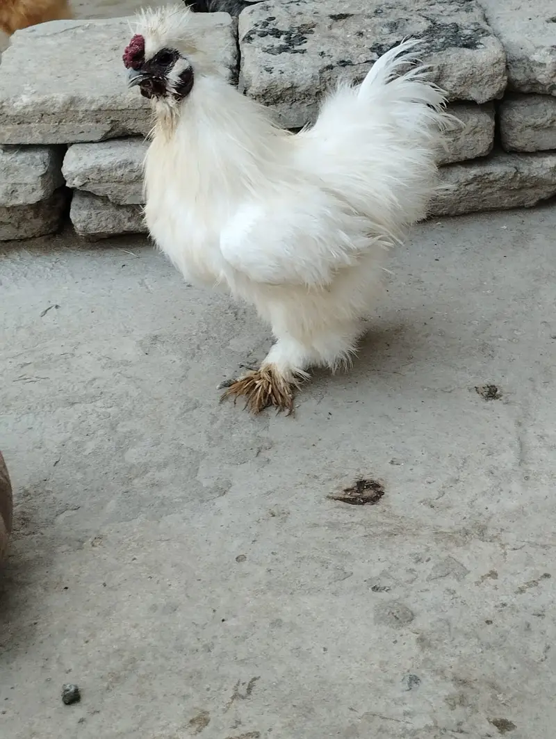 Golden female + male  Silkies available — photo 2