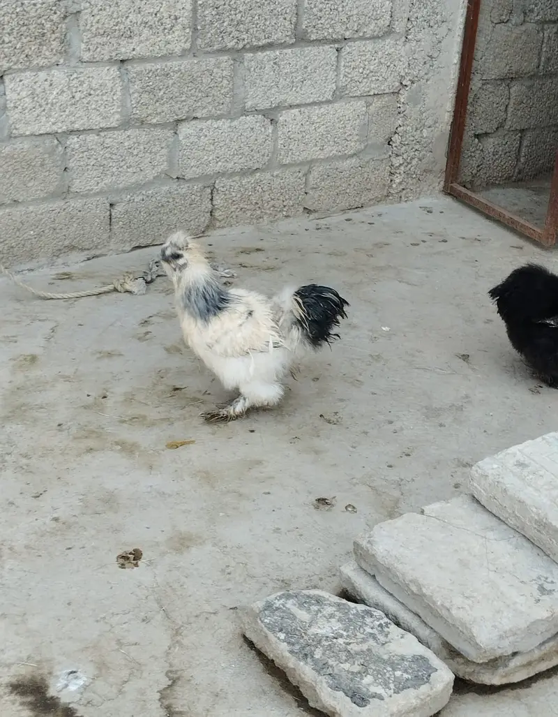 Golden female + male  Silkies available — photo 3