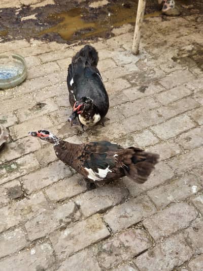 11 moscovy flying ducks available in good quality