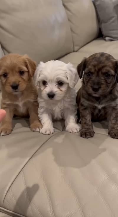 Home born dogs