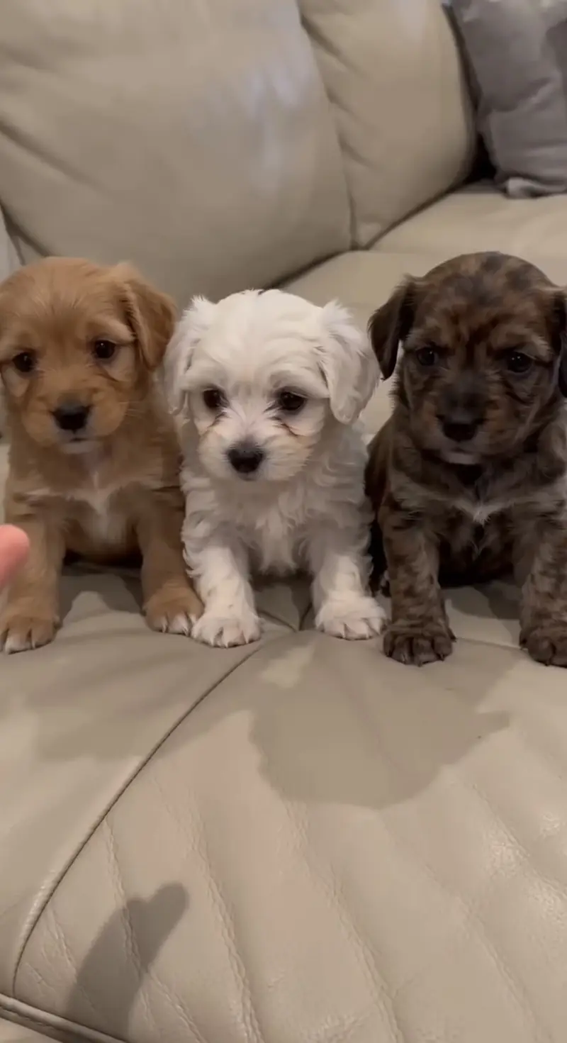 Home born dogs