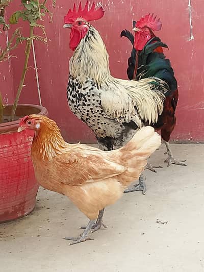 2 Murga 2 murgi | ghr k palay hy