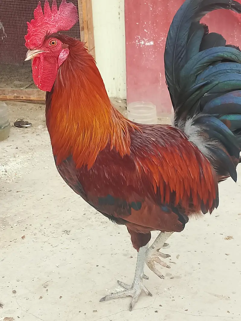 2 Murga 2 murgi | ghr k palay hy — photo 2