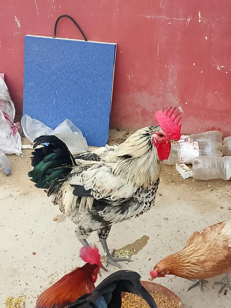 2 Murga 2 murgi | ghr k palay hy — photo 3