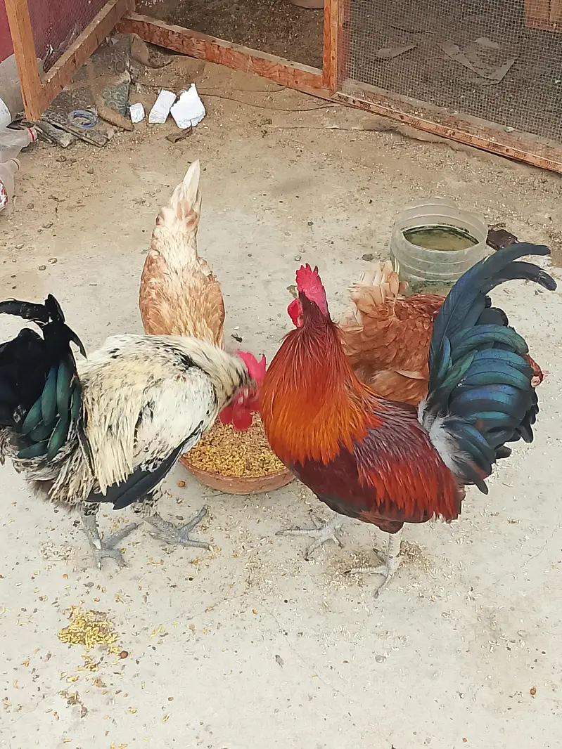2 Murga 2 murgi | ghr k palay hy — photo 4
