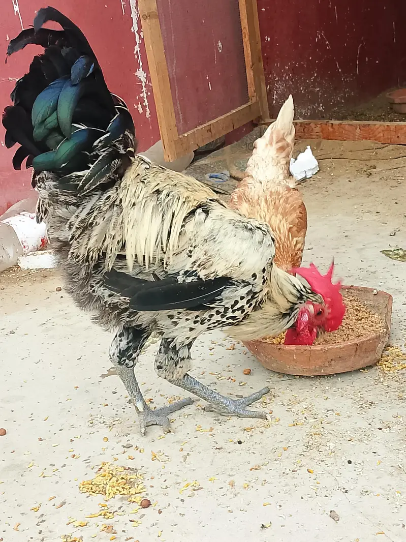 2 Murga 2 murgi | ghr k palay hy — photo 5