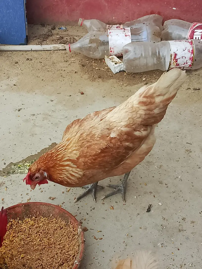 2 Murga 2 murgi | ghr k palay hy — photo 6