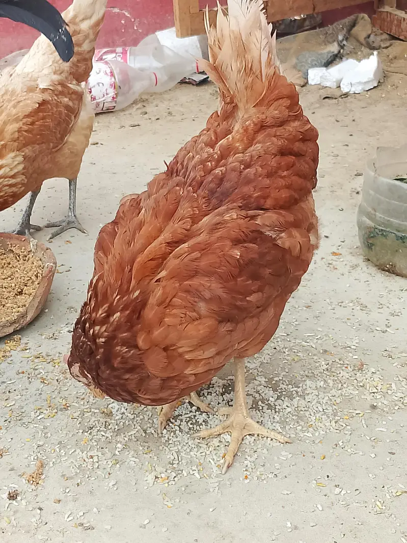 2 Murga 2 murgi | ghr k palay hy — photo 7