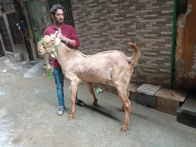 mahki chini amrat sari — photo 2