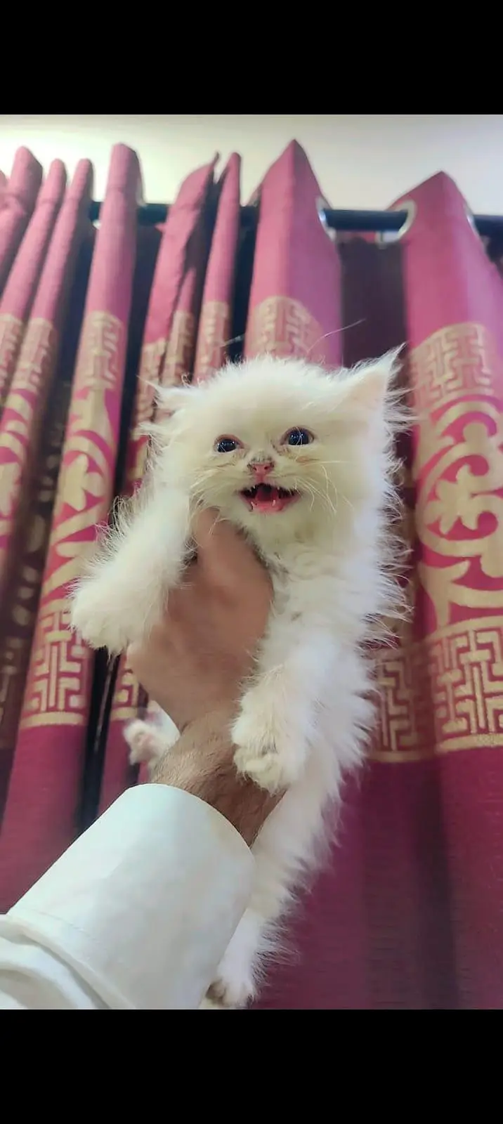 kitten for sale available — photo 2