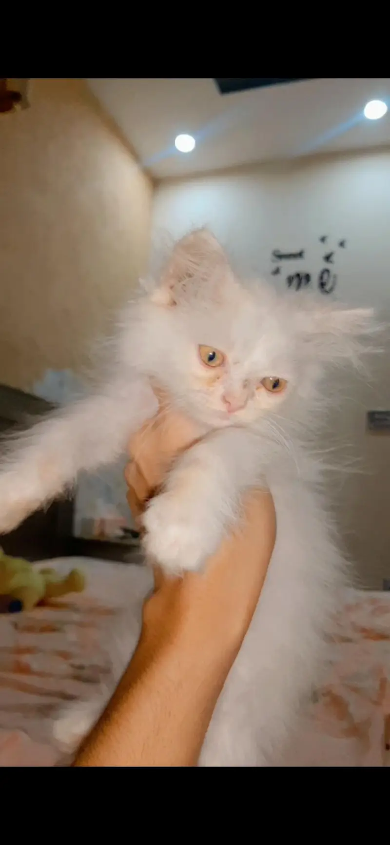 kitten for sale available — photo 3