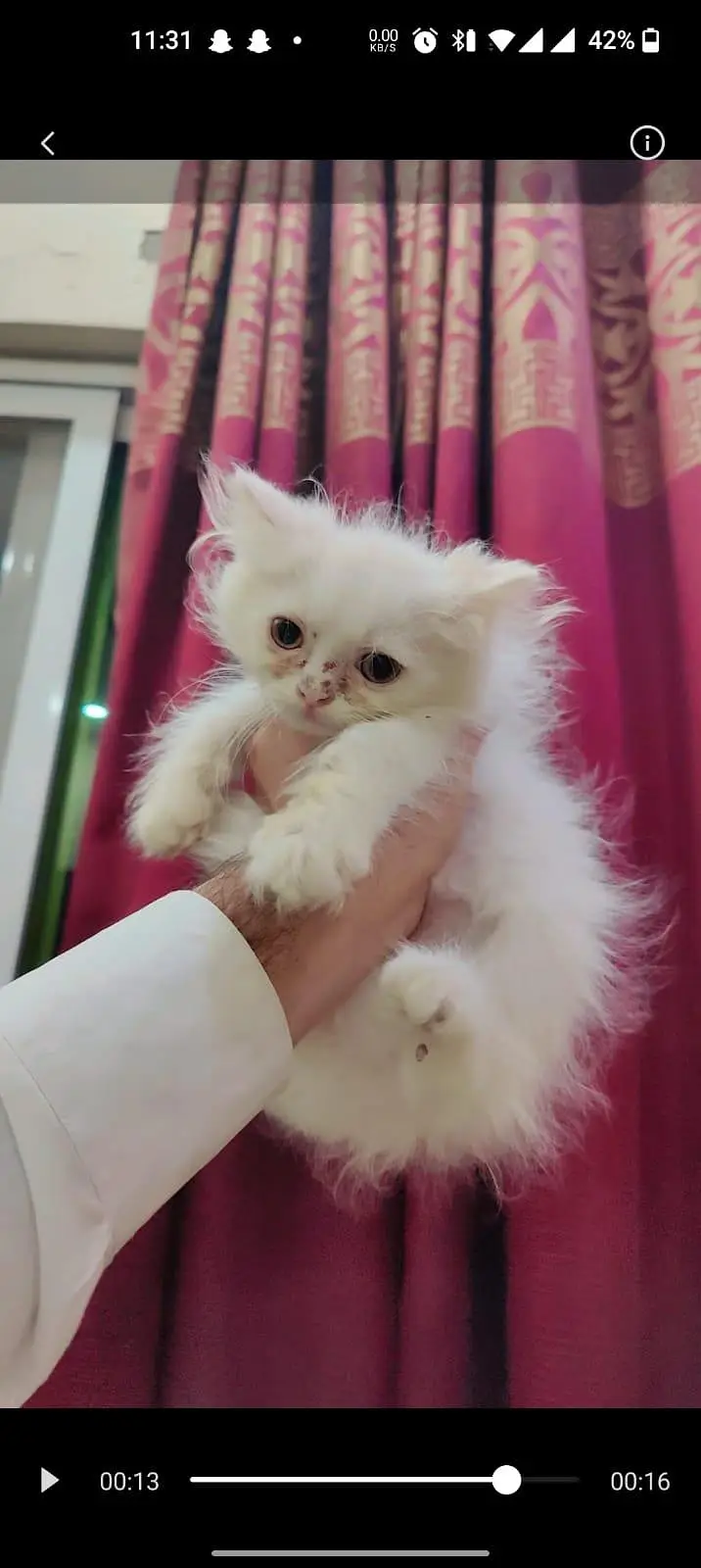 kitten for sale available — photo 4