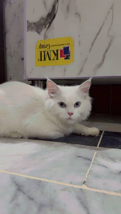 Persian cat