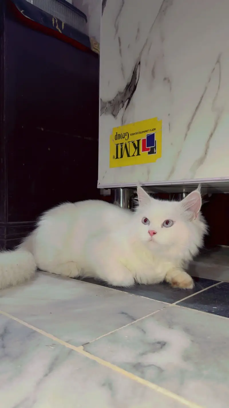 Persian cat — photo 2