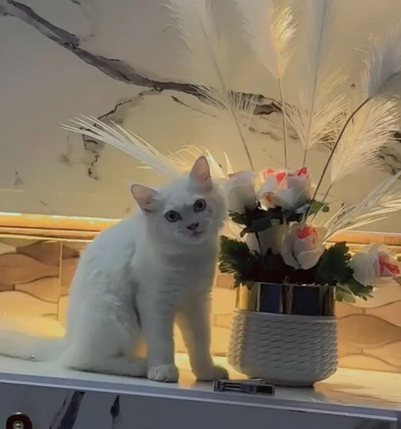 Persian cat — photo 3