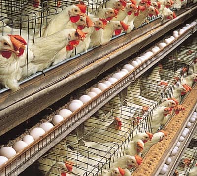 Farm Eggs Low Rate