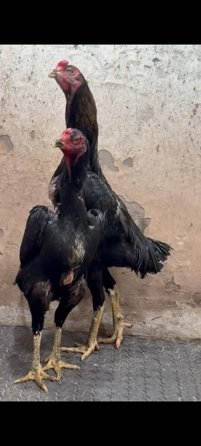 Pure black German Shamo | Shamo Murgha | Breeder Pair|Asil Shamo| مرغا