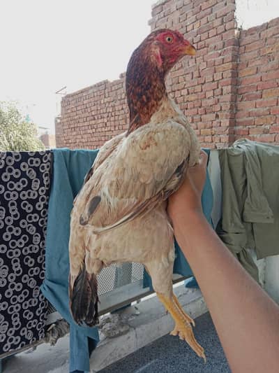 aseel murgi for sale