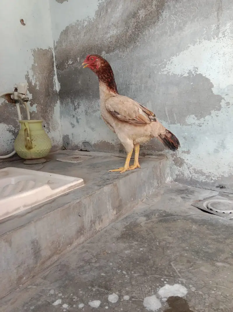 aseel murgi for sale — photo 2