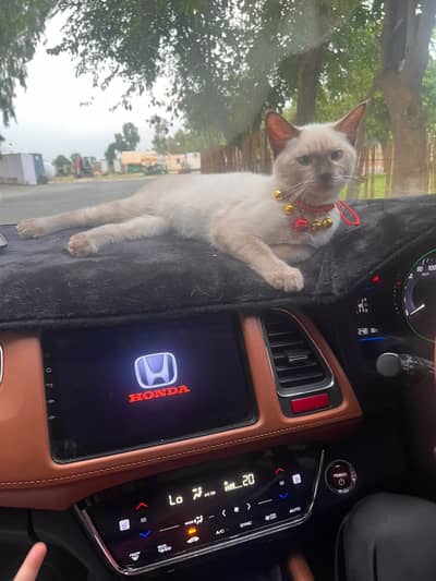 Siamese home cat