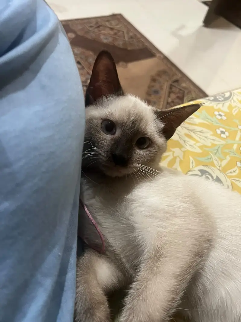 Siamese home cat — photo 2