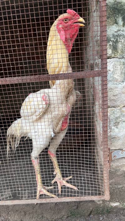 Pure Shamu Rooster for Sale | 1.2 Years | Healthy & Active