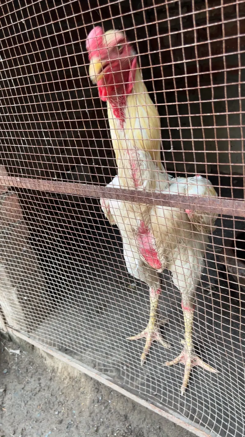 Pure Shamu Rooster for Sale | 1.2 Years | Healthy & Active — photo 2