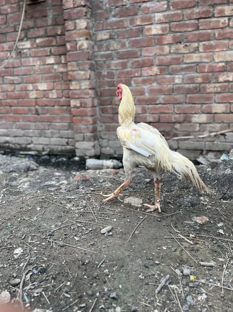 Pure Shamu Rooster for Sale | 1.2 Years | Healthy & Active — photo 3
