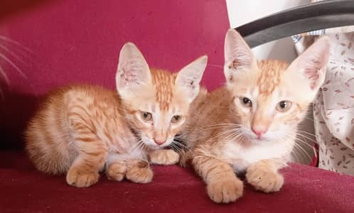 kittens for Adoption