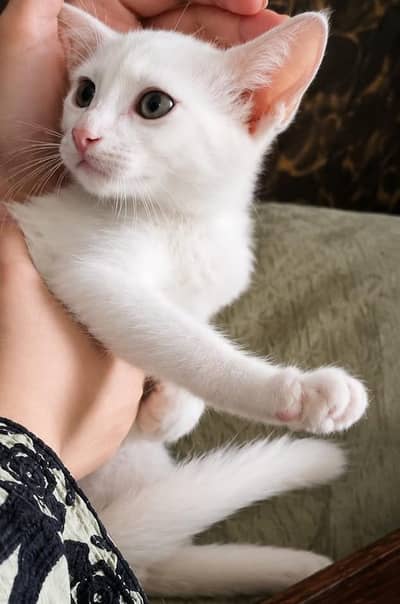 Persian Cat