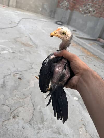 High Quality Aseel Chicks for Sale