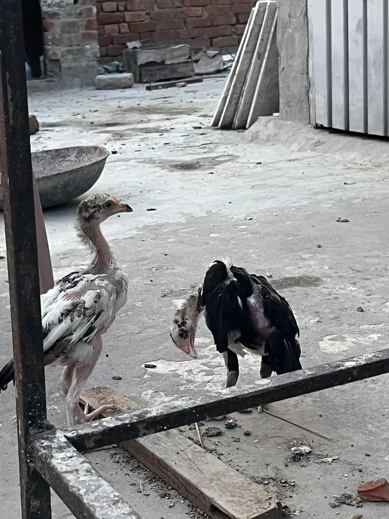 High Quality Aseel Chicks for Sale — photo 2