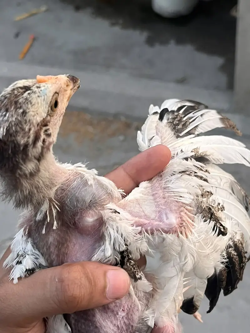 High Quality Aseel Chicks for Sale — photo 3