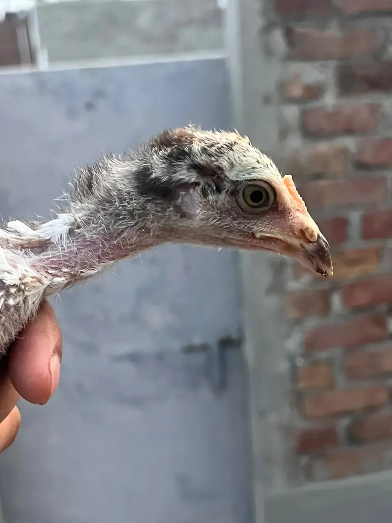 High Quality Aseel Chicks for Sale — photo 5